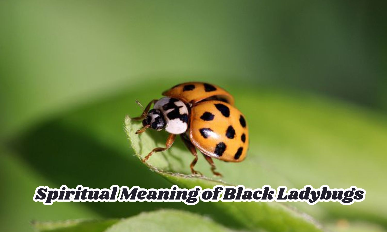 Spiritual Meaning of Black Ladybugs