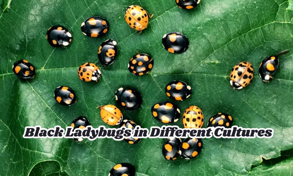 Black Ladybugs in Different Cultures