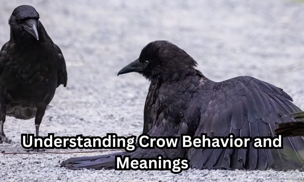 Understanding Crow Behavior and Meanings