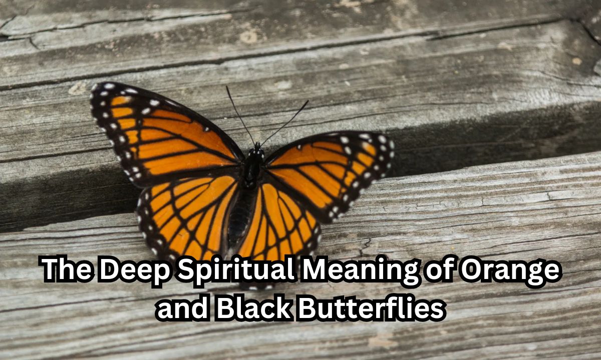 The Deep Spiritual Meaning of Orange and Black Butterflies