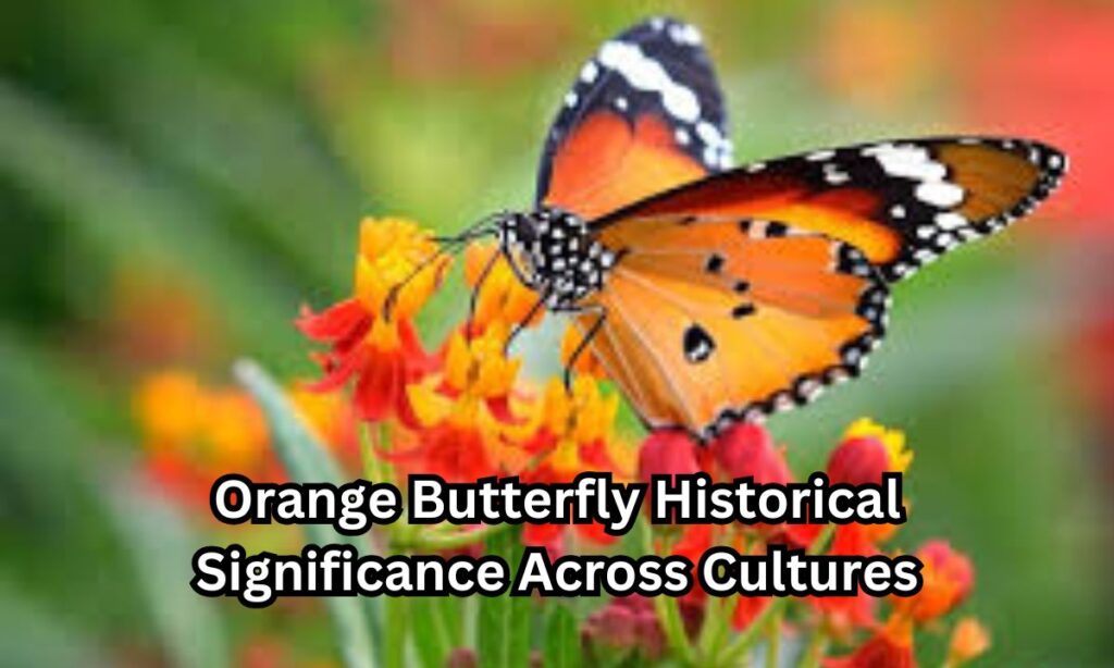 Orange Butterfly Historical Significance Across Cultures