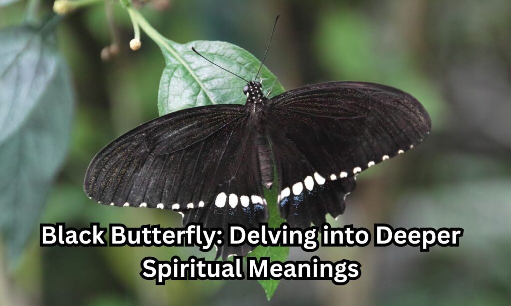 Black Butterfly: Delving into Deeper Spiritual Meanings