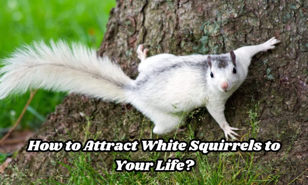 How to Attract White Squirrels to Your Life?