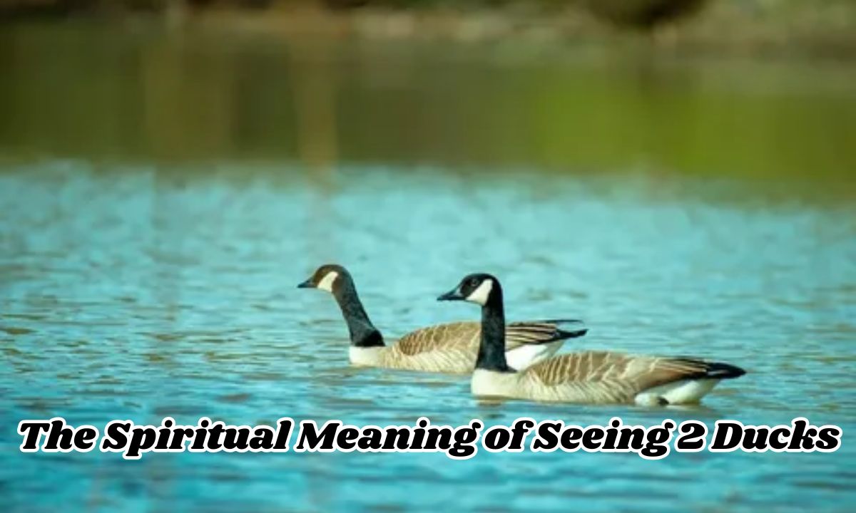 The Spiritual Meaning of Seeing 2 Ducks: A Comprehensive Guide