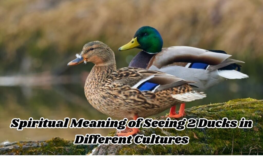 Spiritual Meaning of Seeing 2 Ducks in Different Cultures