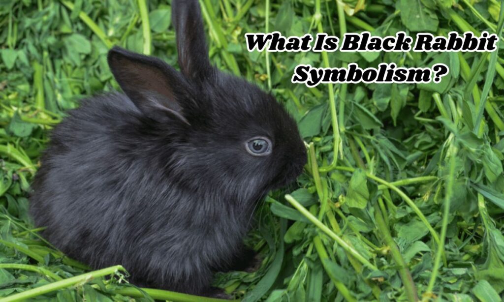 What Is Black Rabbit Symbolism?