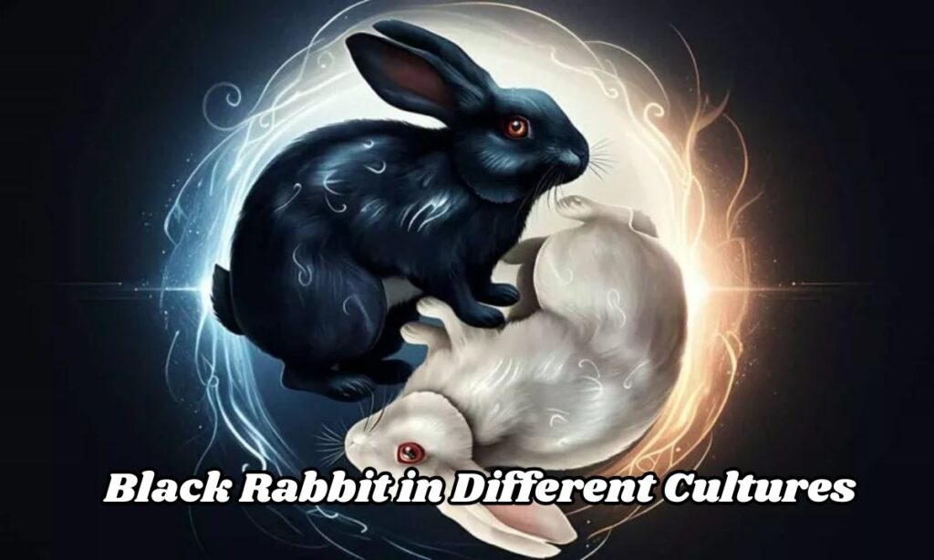 Black Rabbit in Different Cultures