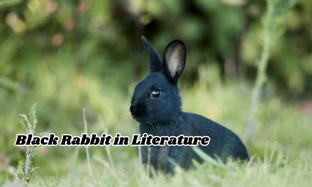 Black Rabbit in Literature 