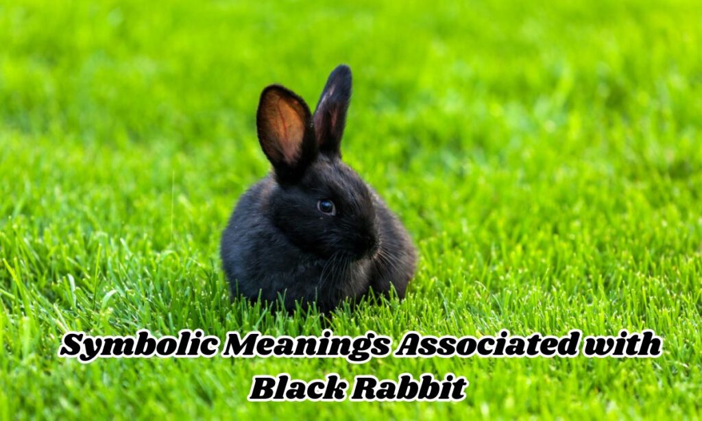 Symbolic Meanings Associated with Black Rabbit 