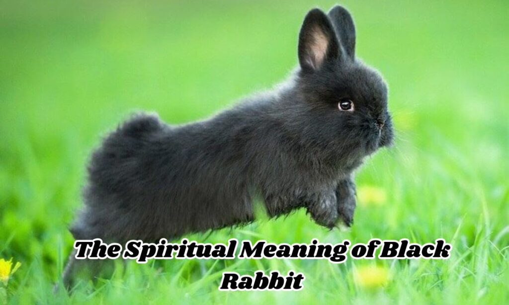 The Spiritual Meaning of Black Rabbit